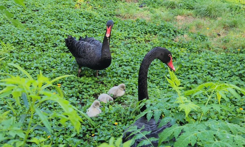 בתום שנתיים של נסיונות דגירה: אפרוחי הברבור בקעו מהביצה