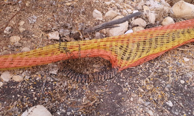 צפו: נחש צפע הסתבך ברשת וחולץ בשלום