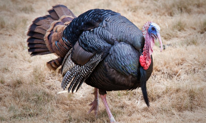 שו"ת סמס: האם תרנגול הודו כשר?