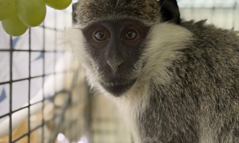 "התעללות נוראית": קוף נוסף אותר ברמלה