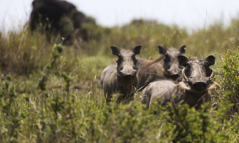 צפו: הדרך המפתיעה בה בחר חזיר לחצות את הכביש