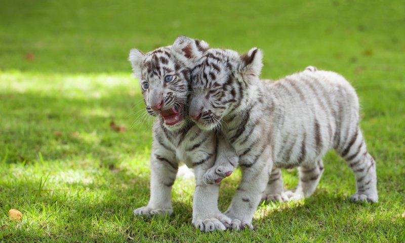 מדהים: חמישיית גורי נמר נחשפו באוסטריה