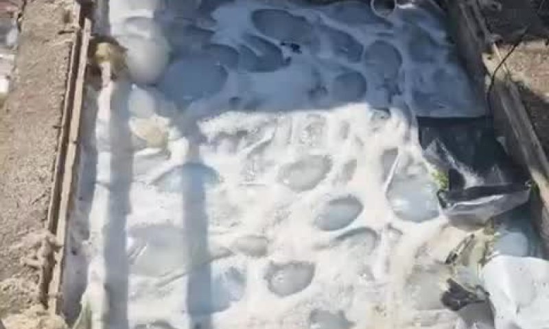 נחיל מדוזות ענק חדר למתקן של חברת החשמל