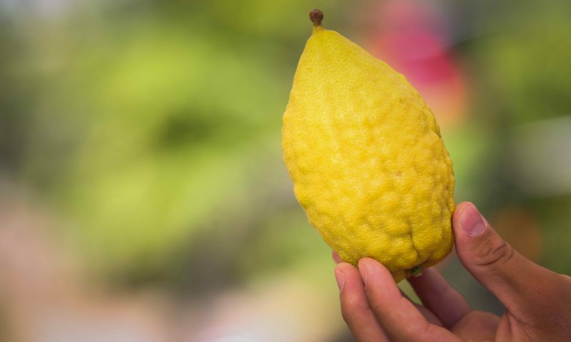 אל תזרקו: הדבר הכי טוב שאפשר להכין מאתרוגים