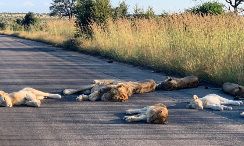 תמונות נדירות: ההסגר הוציא את האריות לכביש