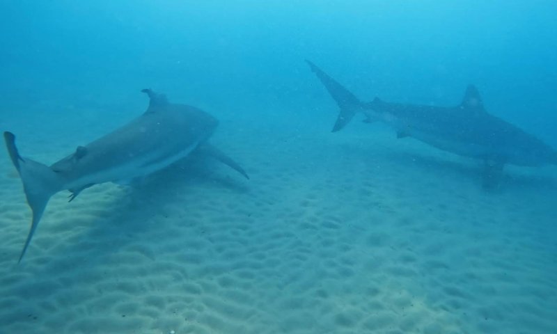 אירוע חריג בחוף חדרה: גבר ננשך על ידי כריש