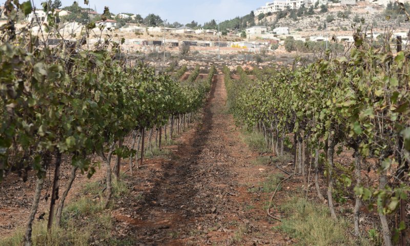 הזדמנות בכרמי שילה: בית פרטי עם גינה