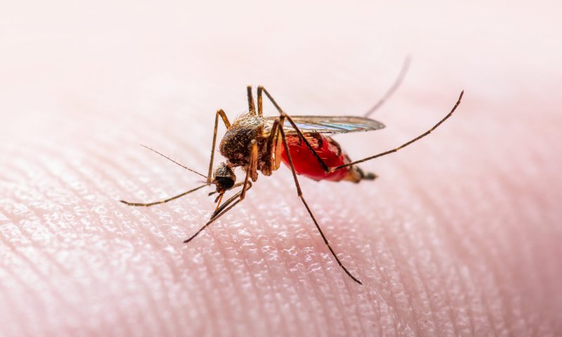 משרד הבריאות: יתושים נגועים בקדחת התגלו במרכז