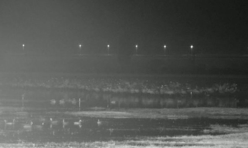 תיעוד מדהים: מה עושים העגורים ברעידת אדמה?