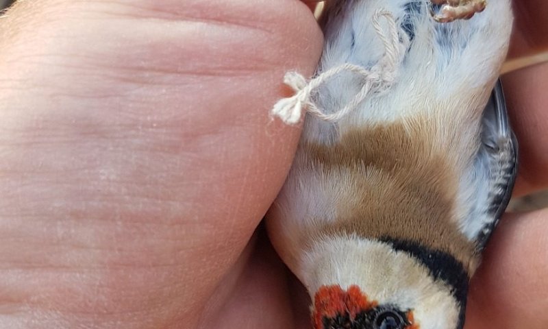 צפו: צדו ציפורי שיר מוגנות ונתפסו במבצע הירואי