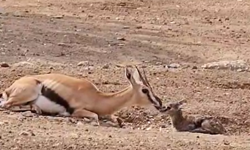 רגע אחרי ההמלטה: העופר הקטן מקפץ בסוואנה