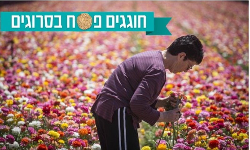 צאו לחגוג: המקומות ששווה לבקר בהם בחול המועד