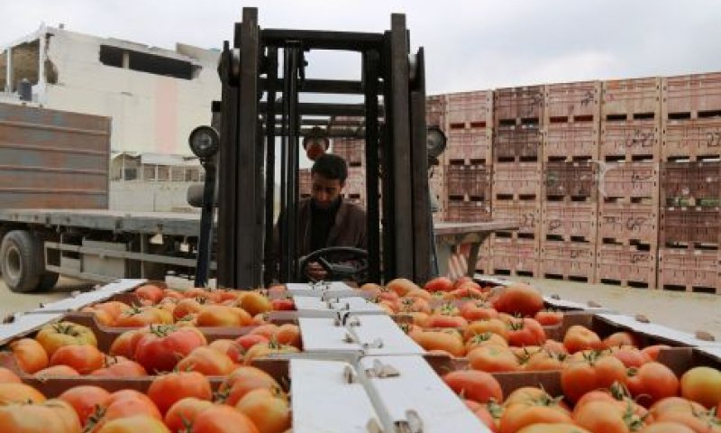 חרדים? גם דתיים לאומיים 'חוטאים' ביבול נוכרי
