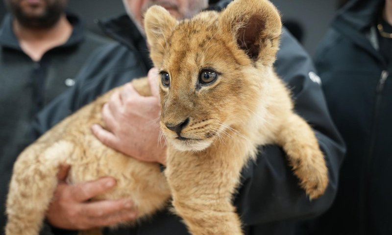 התיעוד שמטריף את הרשת: גור אריות חולץ מהפזורה הבדואית