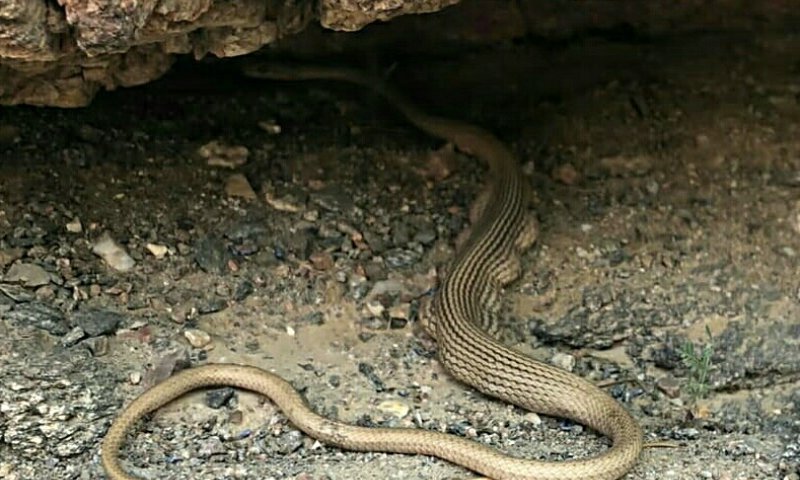 אחרי החגים: תיעוד מדהים של נחש עם בטן מלאה