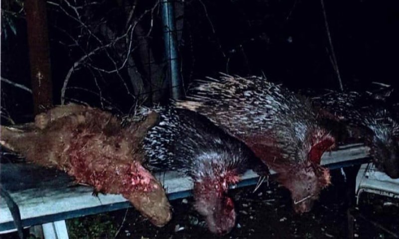 הגיע הזמן: 27 חודשי מאסר לערבי ששיסה את כלביו בדורבנים