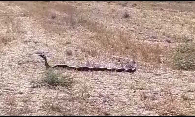חיזור גורלי: שני נחשים בריקוד מלחמה. צפו