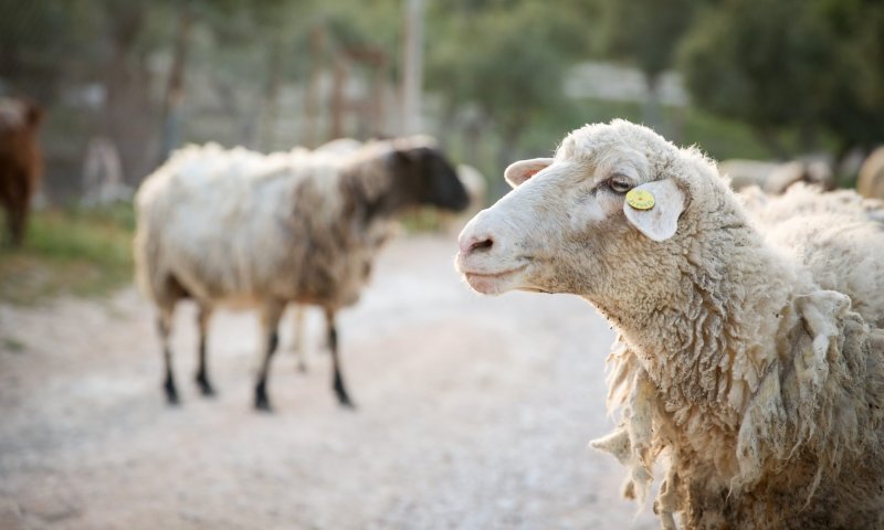 פנימיות בקטנה: למה קרבן פסח הוא דווקא כבש?