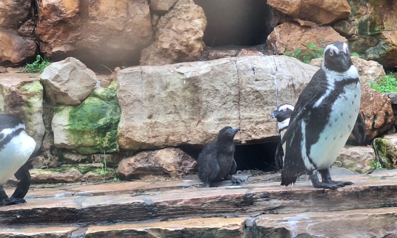 בשורה משמחת: פינגווין חדש נולד בגן החיות התנ"כי בירושלים