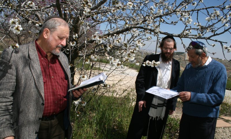 ברכת האילנות, להגיד לבד או לחכות למניין? שו"ת