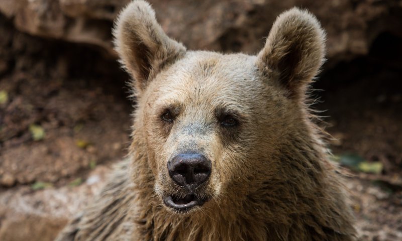 צפו: איך מכינים את חיות הספארי לחורף?