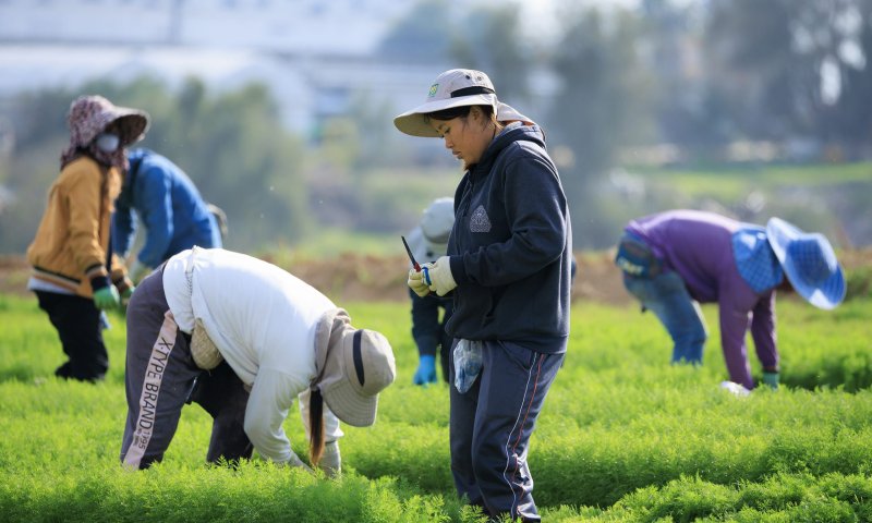 יחליפו את הפלסטינים: הרפורמה בענף העובדים הזרים