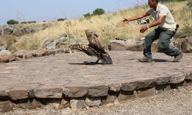 עצוב: הנשר שניצל וטופל; התרסק הבוקר על קו מתח