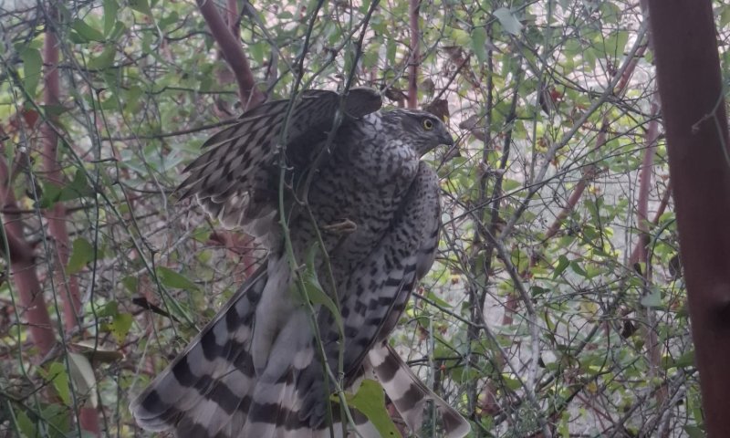 "היה תשוש לגמרי": רועה צאן בבנימין חילץ נץ שנלכד בסבך