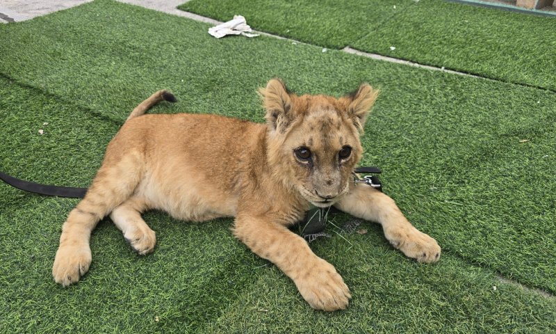 בפעילות נגד עבריינים בטירה: אותר גור אריה במצב בריאותי ירוד