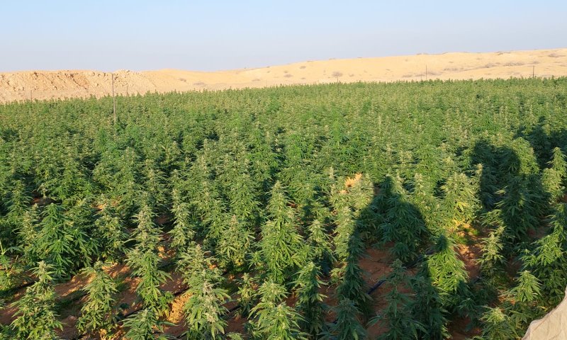 20 ק"ג של קנאביס וקארלו: הפשיעה הערבית בנגב