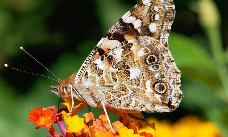 עזבו הכל וצאו: מיליוני פרפרים הגיעו לישראל