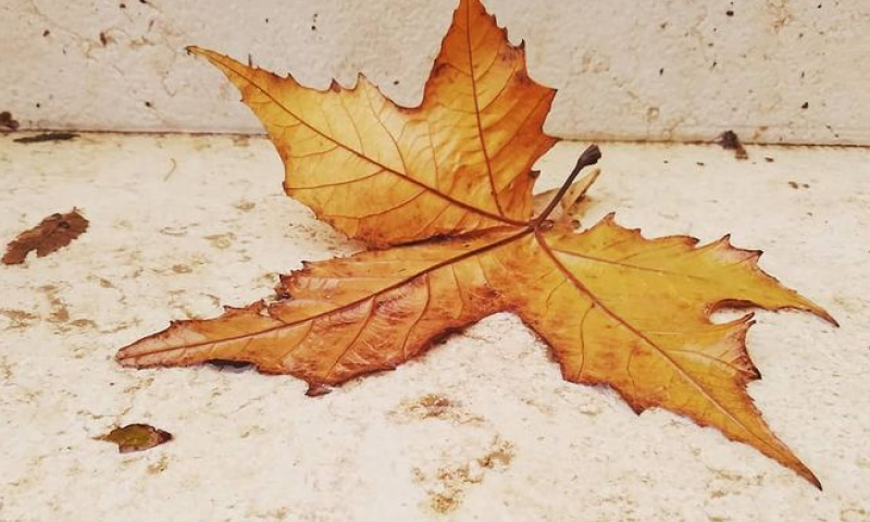 "בכל זאת זה צובט בלב": שירי הסתיו המרגשים ביותר