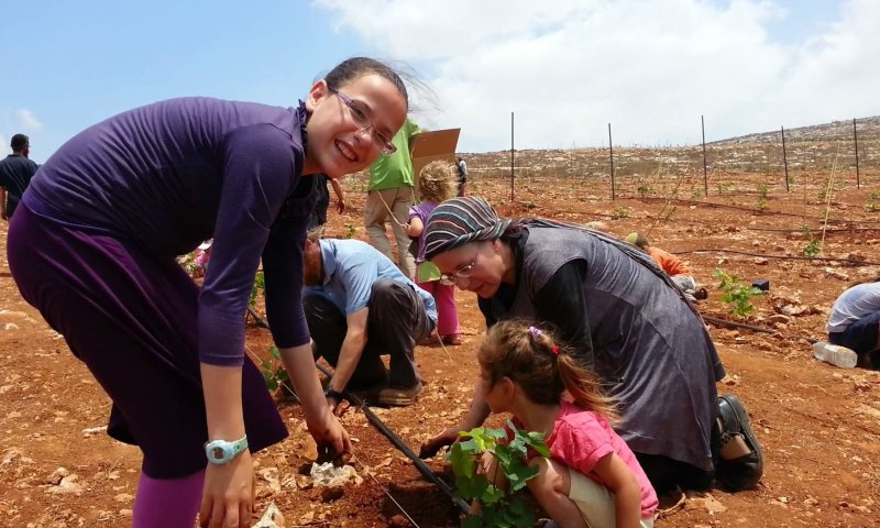 החברים נטעו 15 דונם בכרם של צביקי ומחכים לחנינה