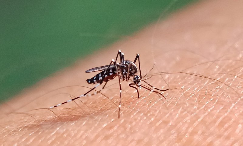 אזור המרכז: 42 חולים בקדחת הנילוס, 36 מונשמים