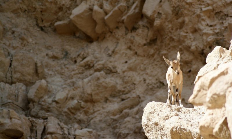 לאחר השיטפונות: שמורת עין גדי תיפתח מחדש למבקרים