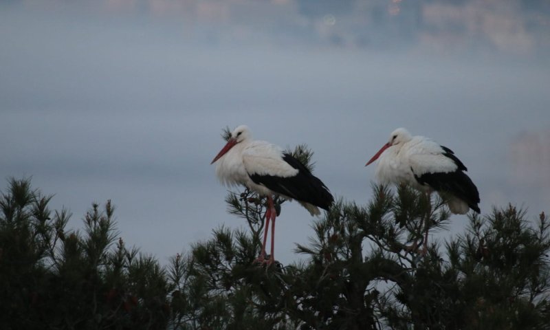 גלריה מרהיבה: אלפי חסידות באלון מורה