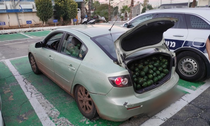 תושב רמת השרון גנב 680 קילו אבוקדו מקיבוץ גליל ים
