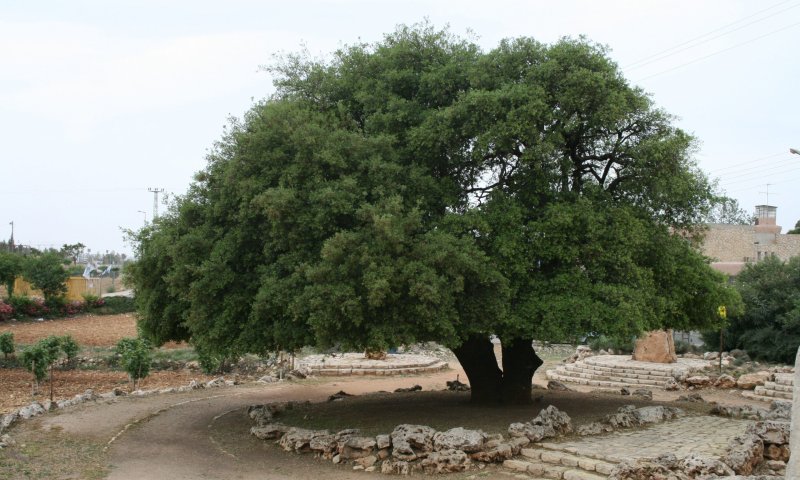 היום בהיסטוריה: האלון כבר לא בודד