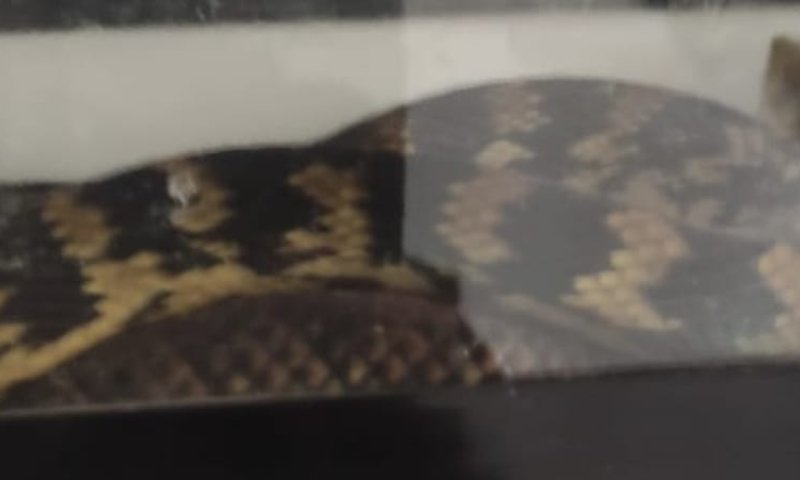 מזעזע: תושב פ"ת חשוד ששחט ארנבים כדי להאכיל נחשים