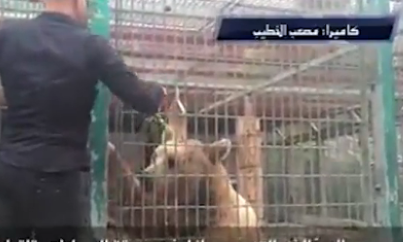 זוועה בגן החיות: דב אכל את ידו של ילד בן 9