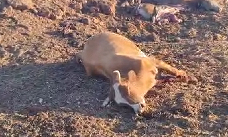 קשה לצפיה: פרות מבותרות מירי חיזבאללה בצפון