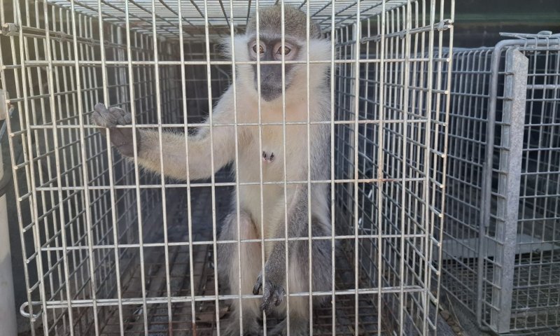 התופעה לא עוצרת: קוף נוסף אותר מוחזק באופן לא חוקי