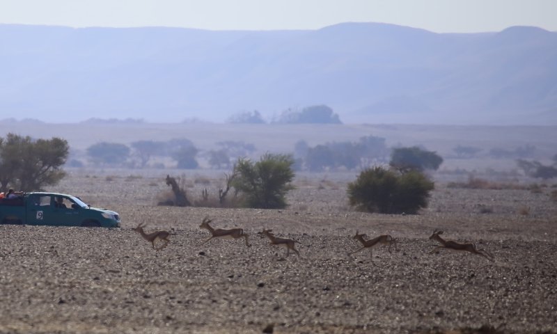 חדשות טובות מהנגב: אוכלוסיית צבי הנגב יציבה