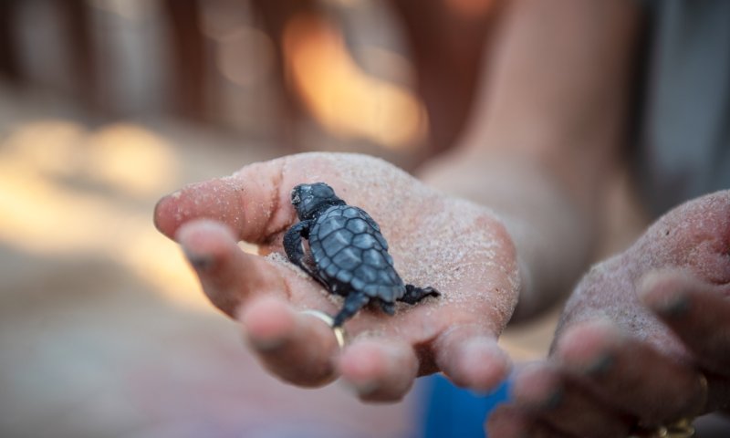 מרכז הצלה לצבי ים וגוזל נשר חדש: שנה משמעותית לחיות הבר בארץ