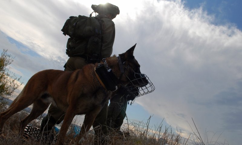 סוכלה הברחת נשק מירדן בשווי חצי מיליון דולר