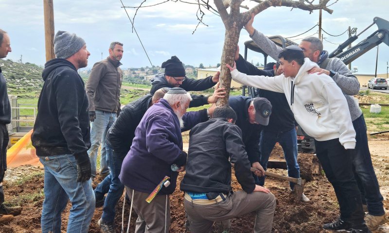 העצים שנהרסו בבארי ניטעים מחדש בעתניאל | צפו בתיעוד