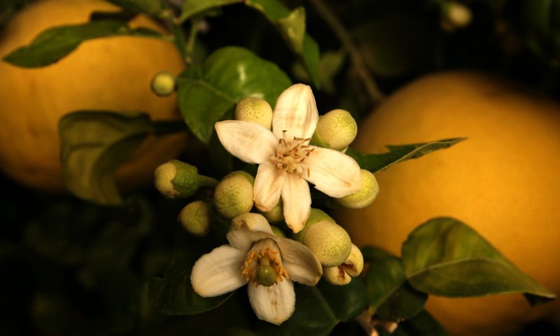 חודש ניסן: ברכת האילנות עם כל הבקשות וההוספות