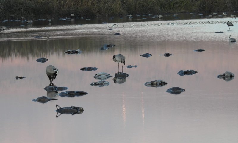 תיעוד עצוב: אלפי עגורים מתו משפעת העופות