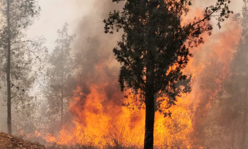 השריפה במבשרת ציון: הכבאים בלמו את האש