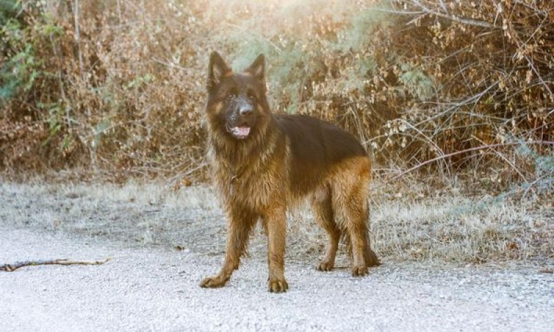 כלב זאב &ndash; תכירו את החבר החדש שלכם